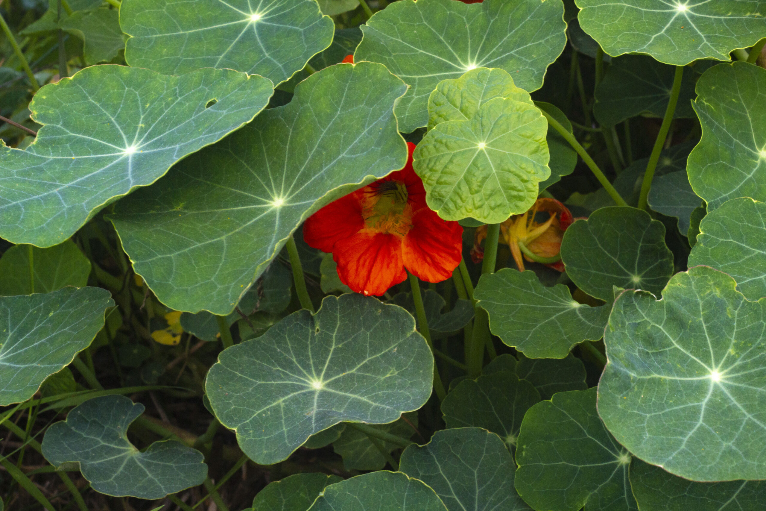 Farvestrålende blomster