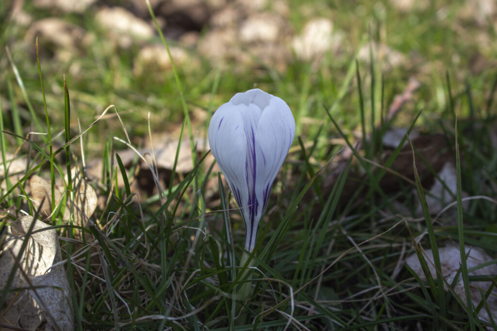 Den rigtige placering af krokus