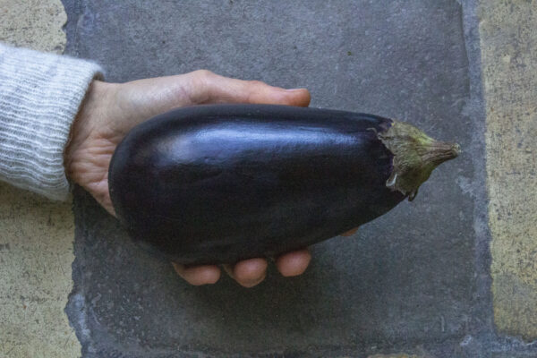 Dyrkning af aubergine