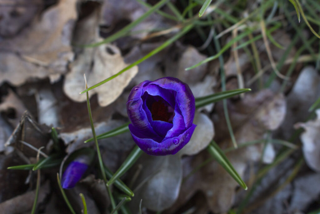 Få krokus i haven