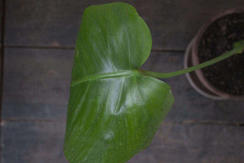Forskellige typer af monstera
