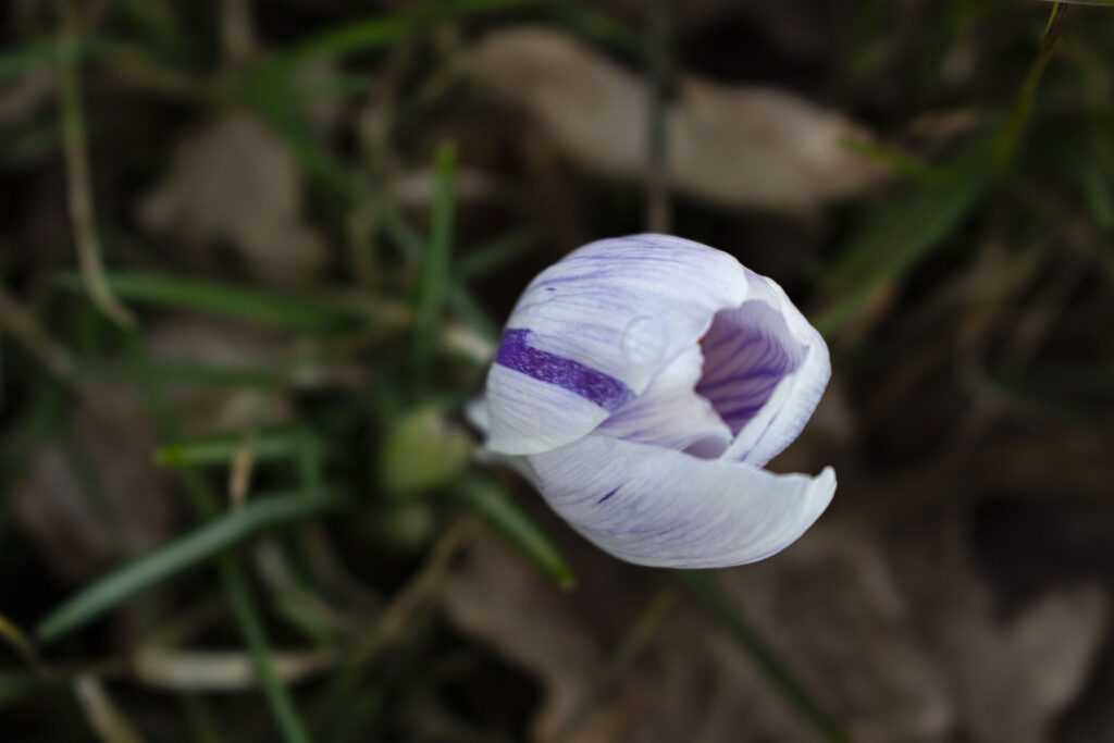 Køb krokus