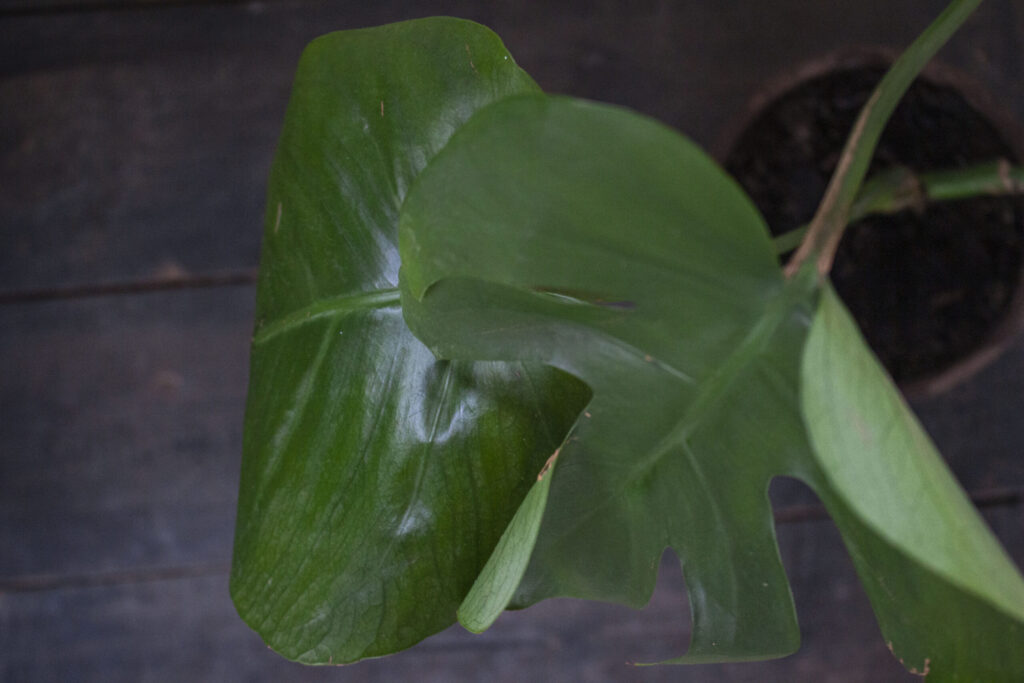 Kom i gang med formering af monstera