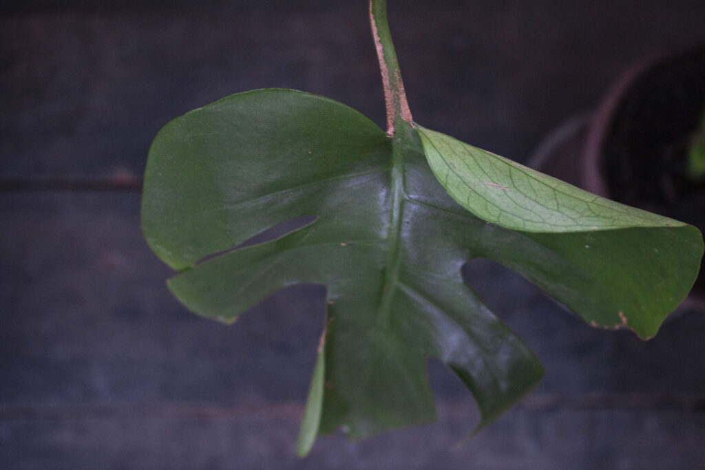 Plantning af Monstera