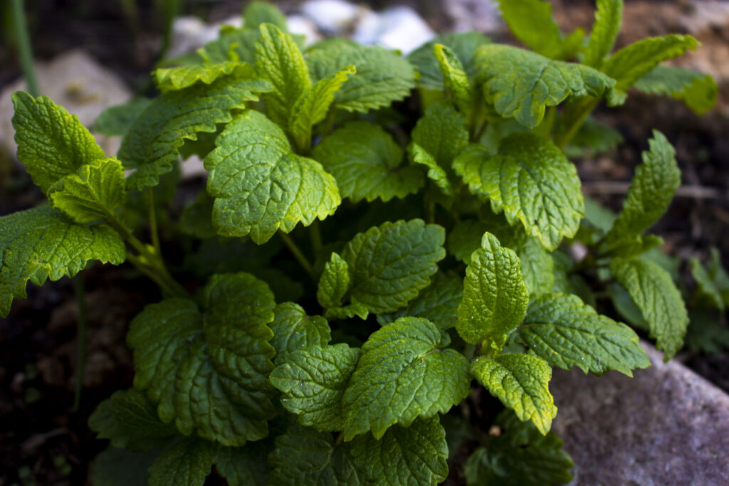 citronmelisse krydderurter i haven