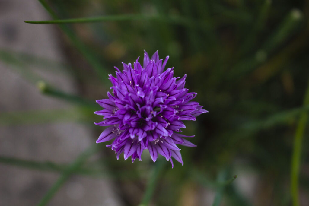 Sådan planter du purløg