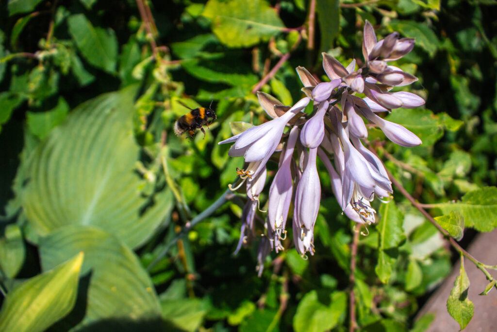 Derfor har jeg hosta i haven
