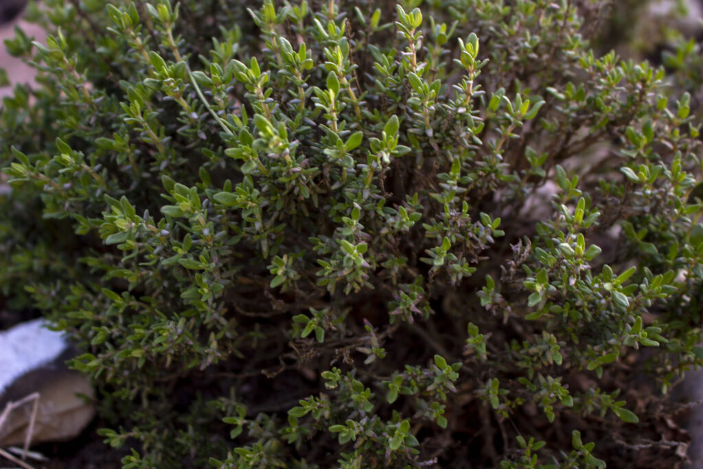 timian thymus vulgaris