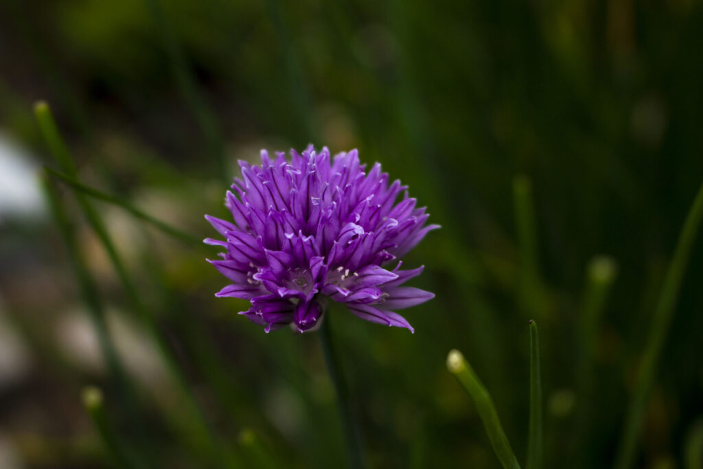 Purløg – Allium schoenoprasum