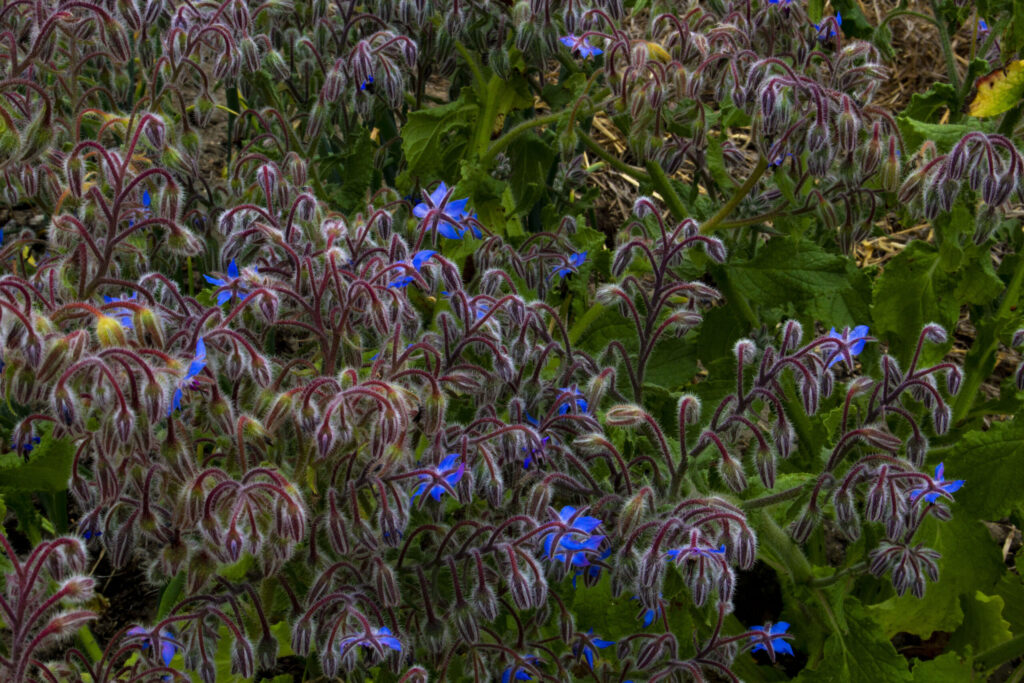 hjulkronens himmelblå blomster