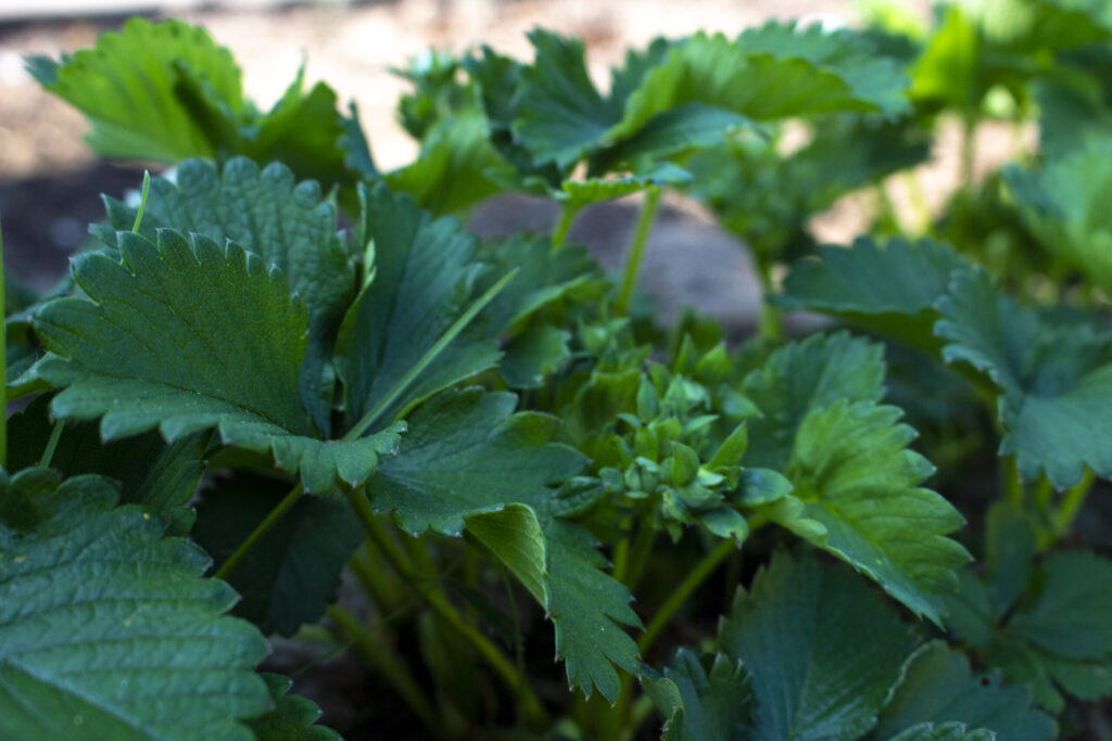 Omplantning af jordbær