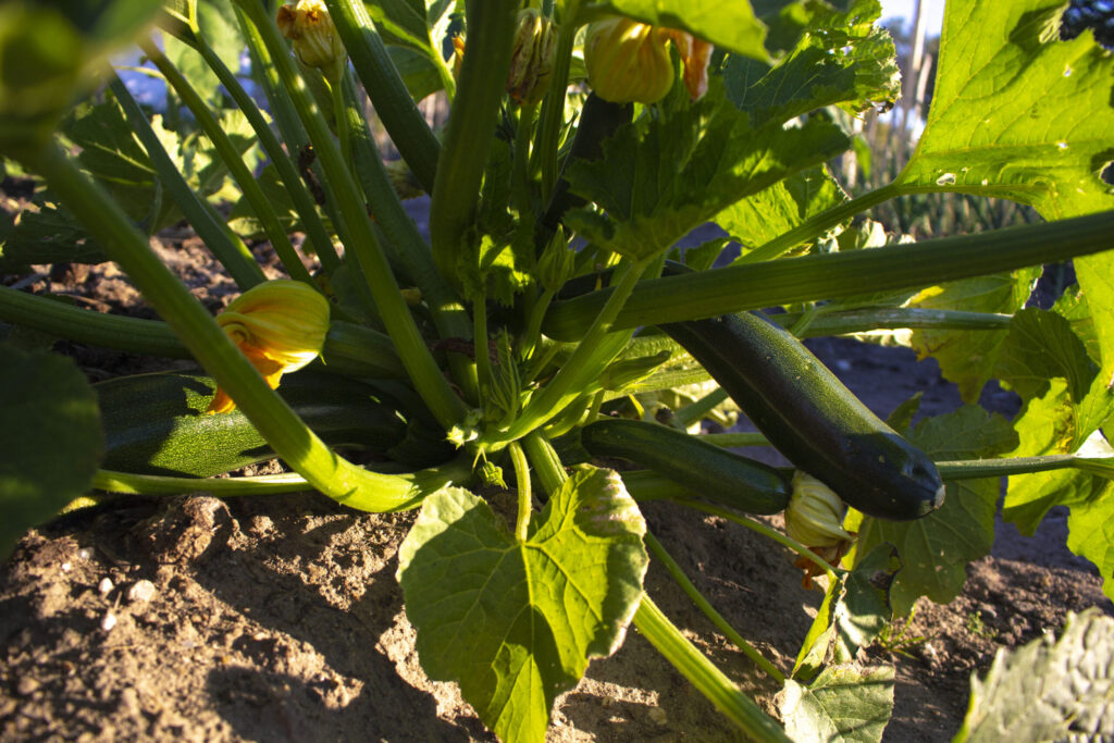 Squash giver mad til mange