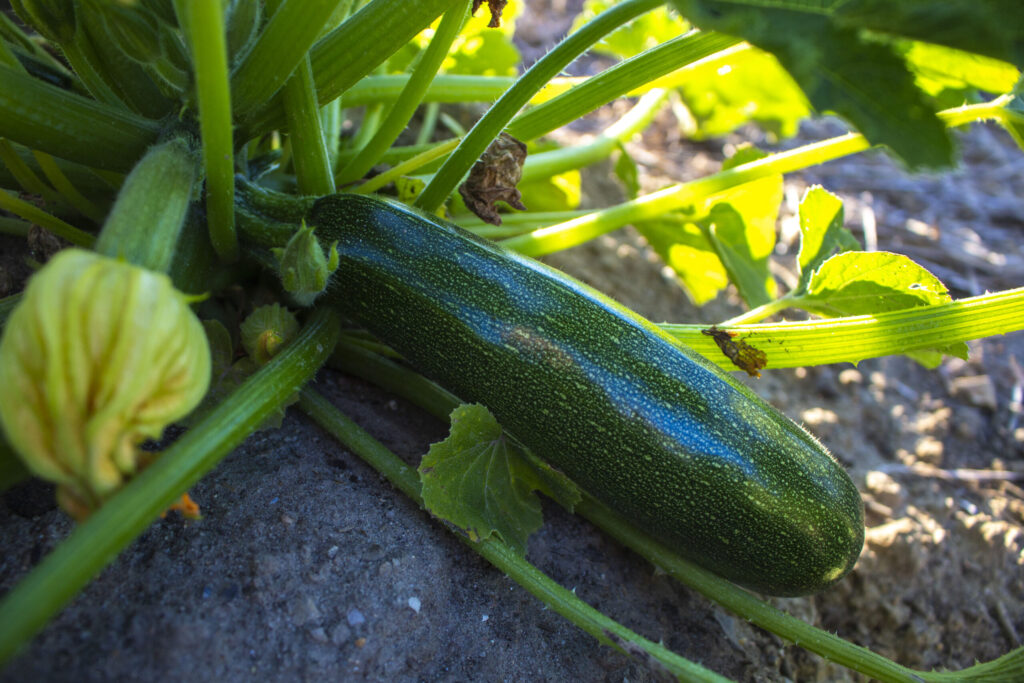 5. Squash