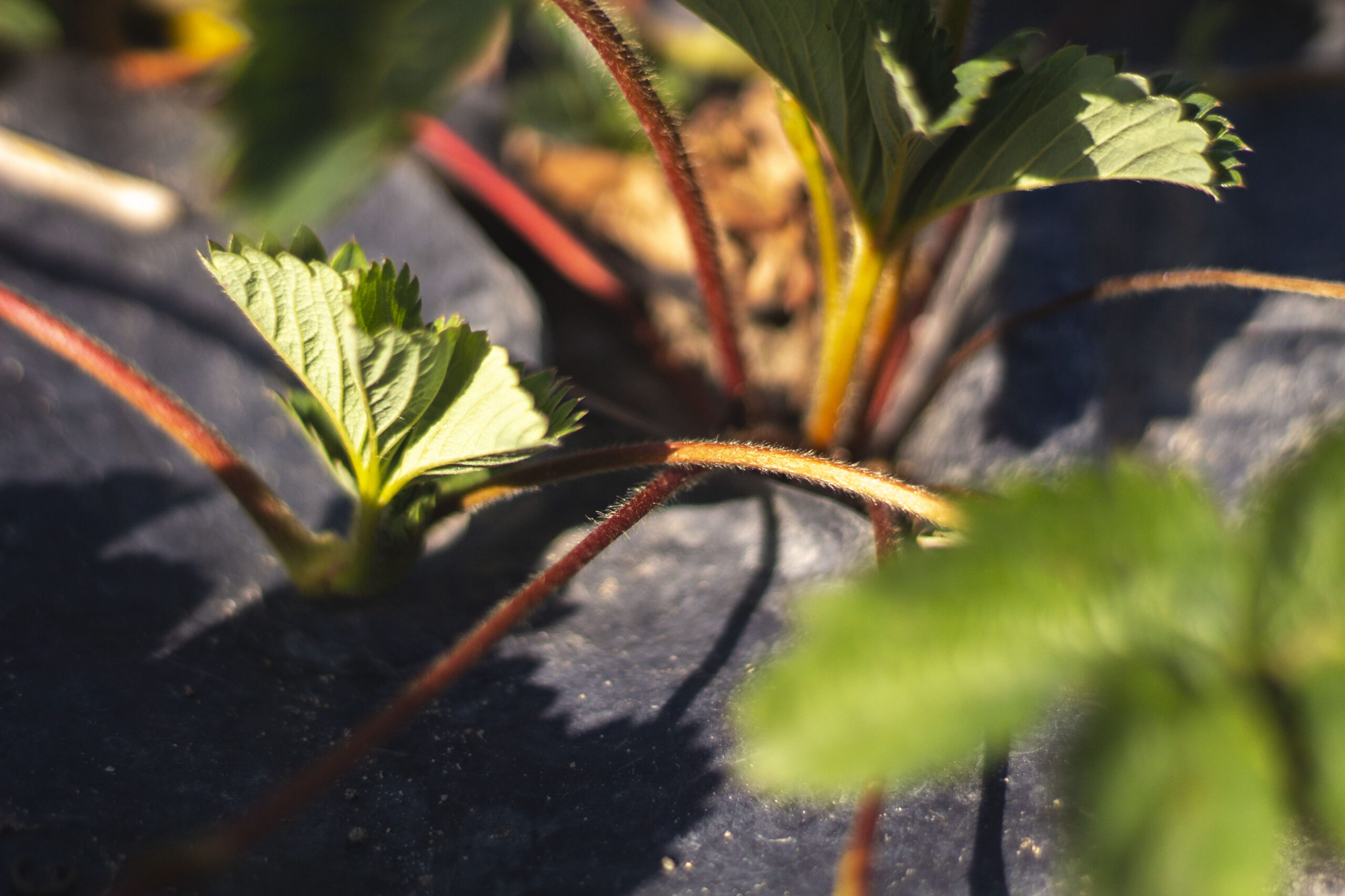 Udløbere – Lav nye jordbærplanter