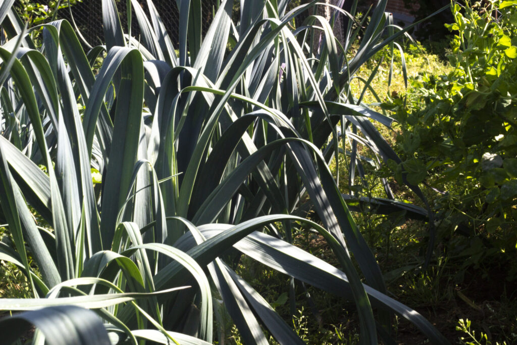 Porreplanter – Fra haven til maven