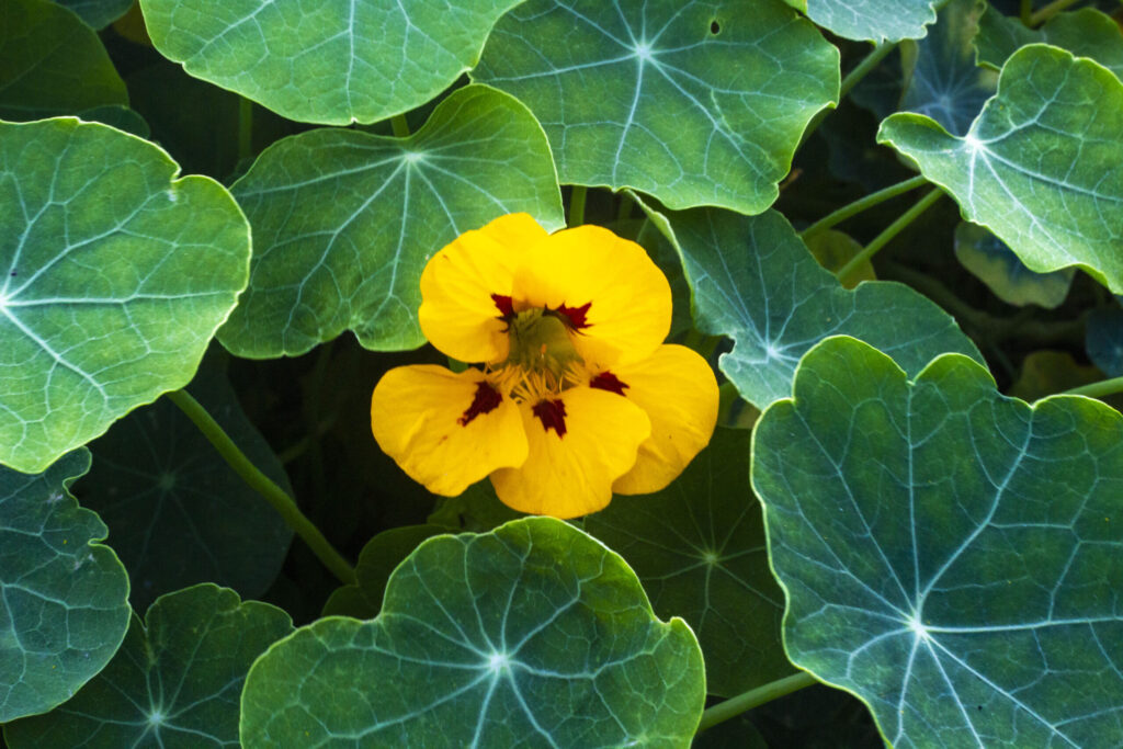 Farverige tallerkensmækkere – Tropaeolum majus