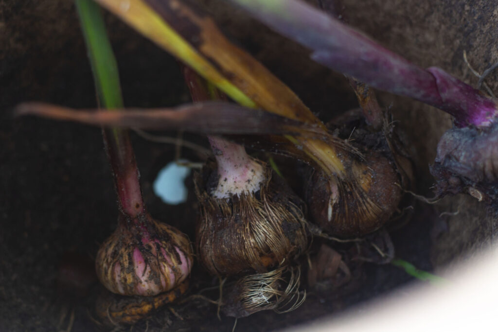 Sådan formerer du gladiolus
