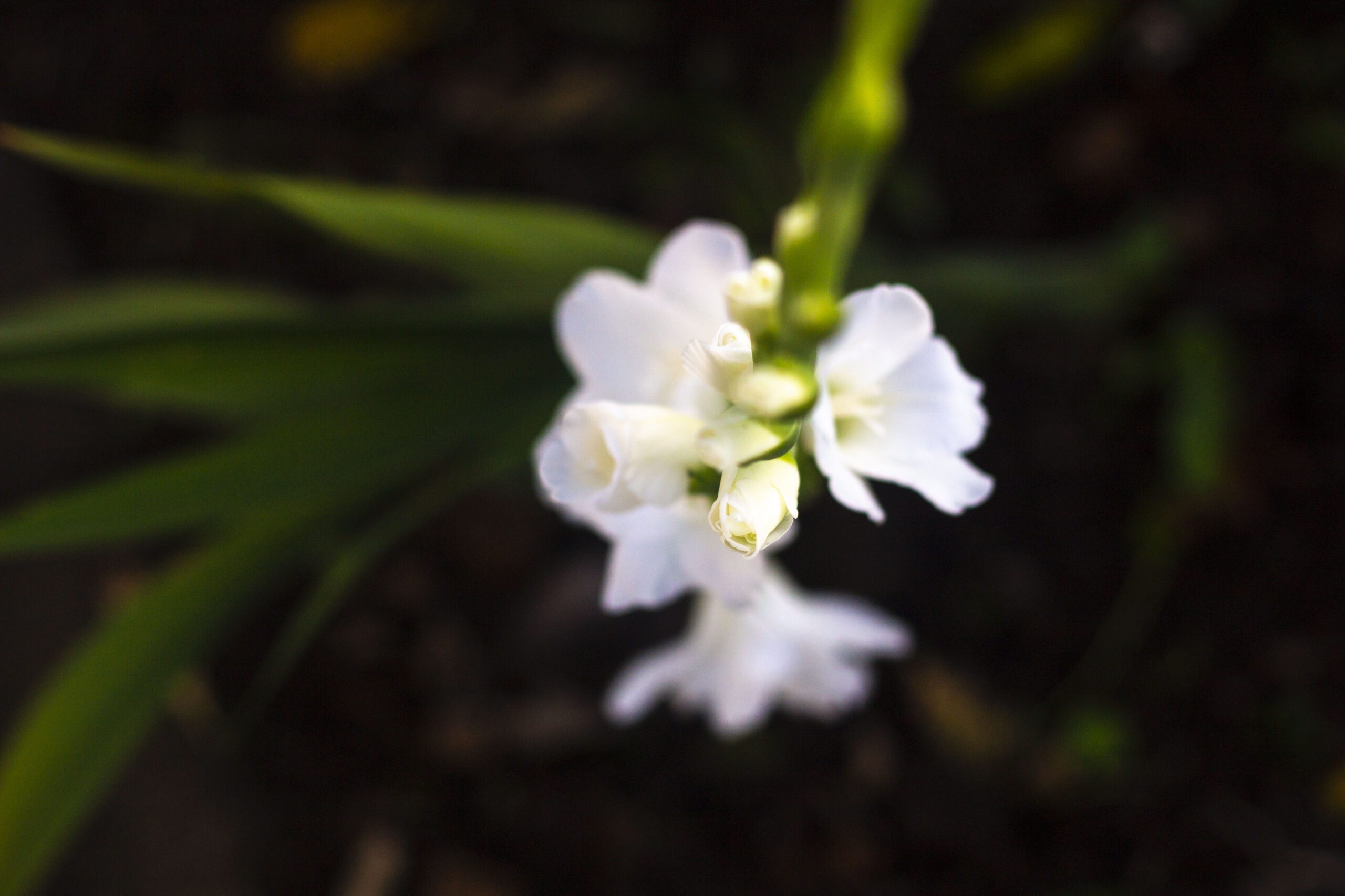 Blomstringstid for gladiolus