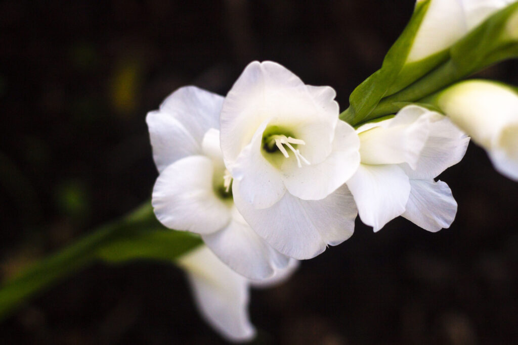 Gladiolus – Havens smukke diva