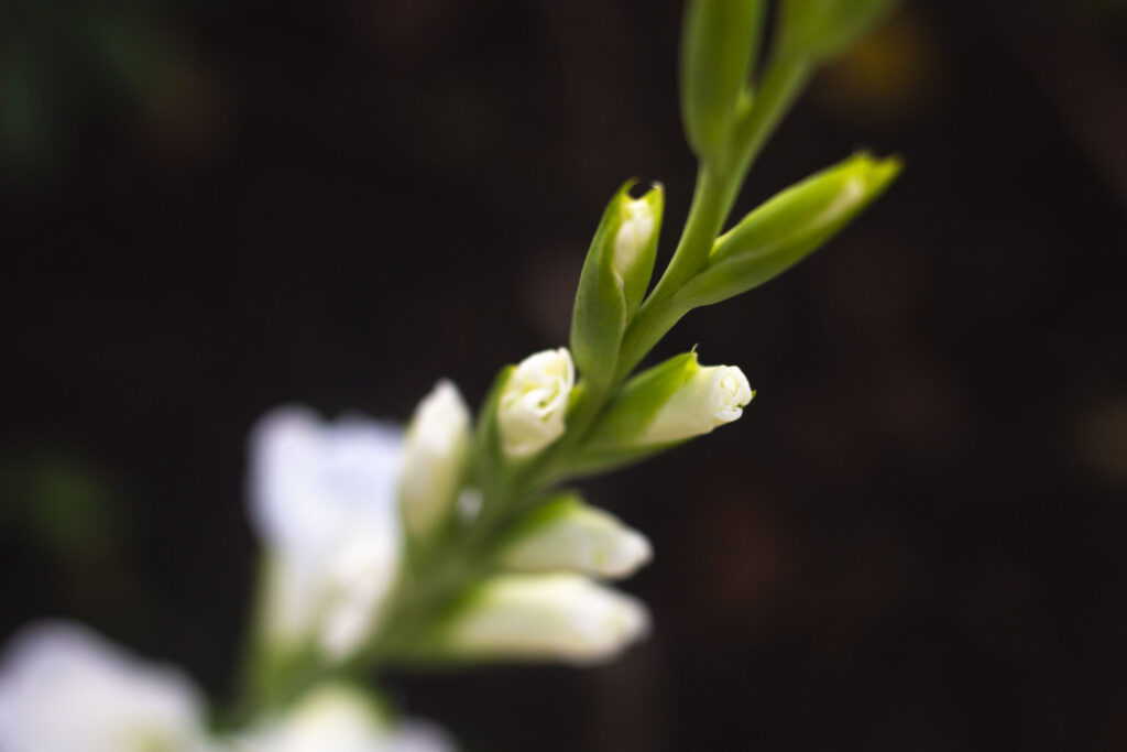 Gladiolus skal overvintre inde