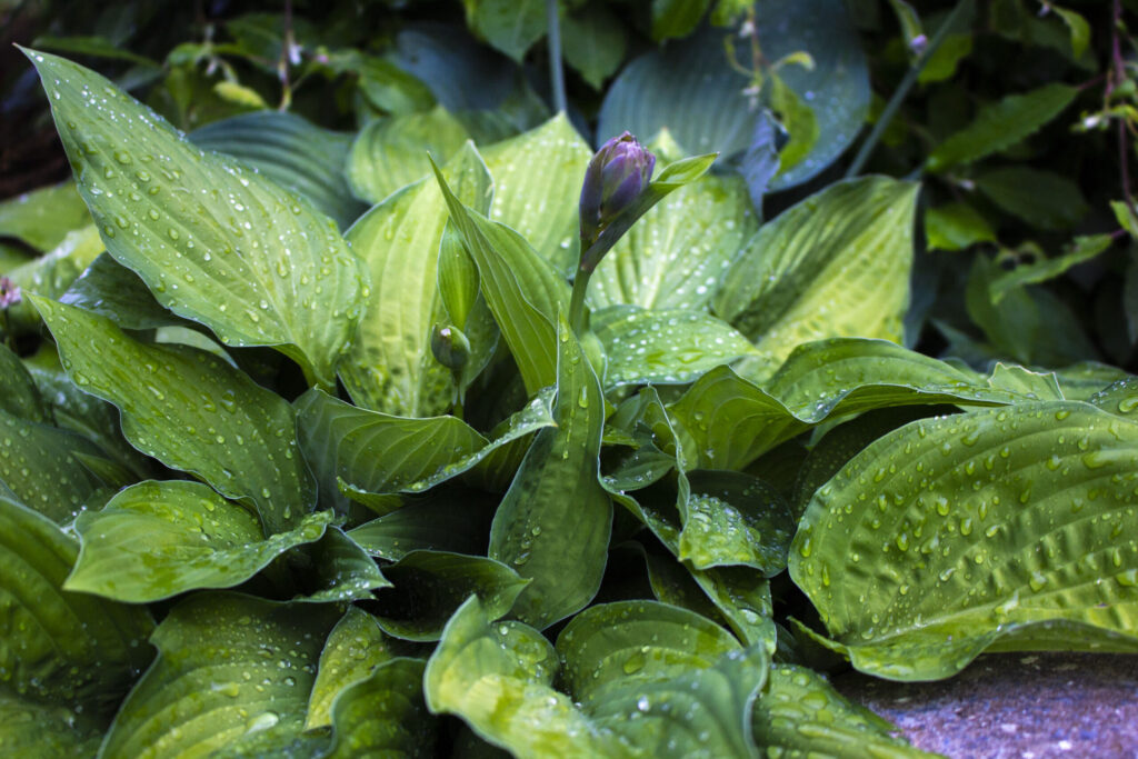 Hosta i haven