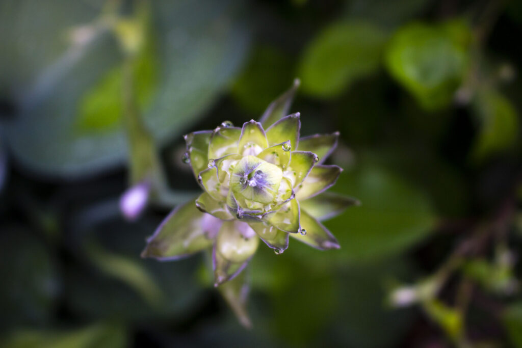 Sådan skal du plante hosta