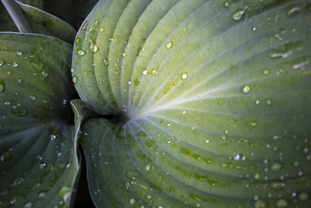 3. Hosta