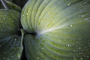 3. Hosta