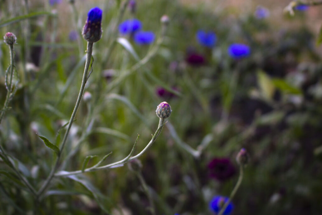 Såning af kornblomster