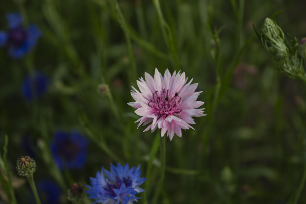 Blomstringstid & buketter