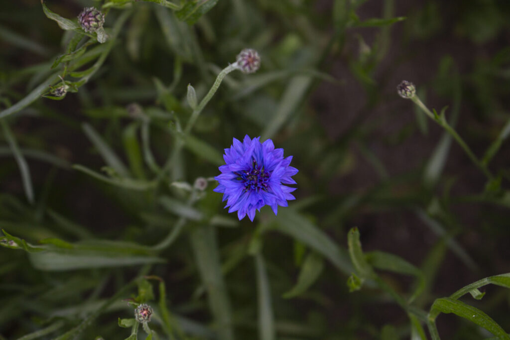 pasning-af-kornblomster