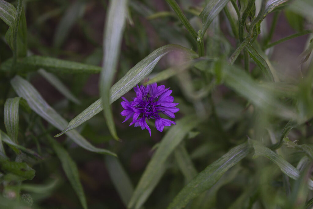 plantning-af-kornblomster