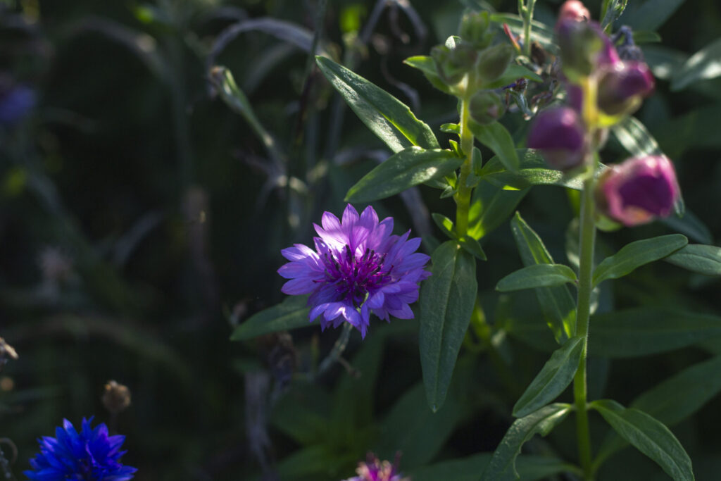 så-kornblomster