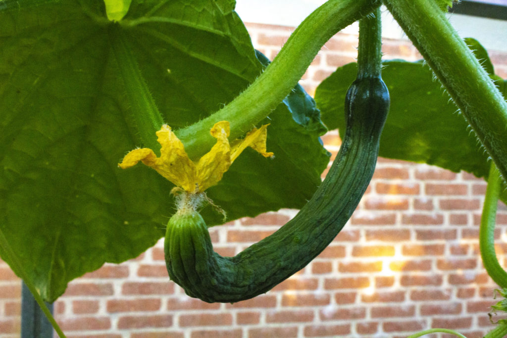 At dyrke agurker – En klassiker i drivhuset