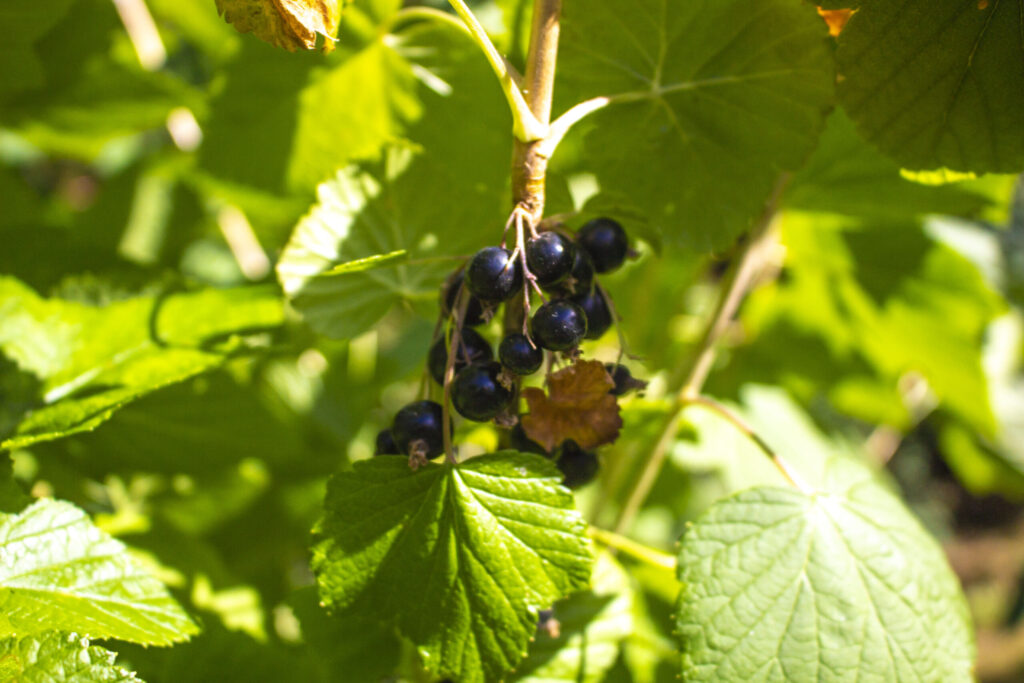 Sådan planter du solbær