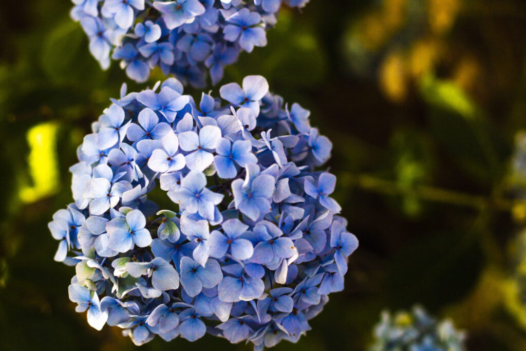 Kranse-af-hortensia