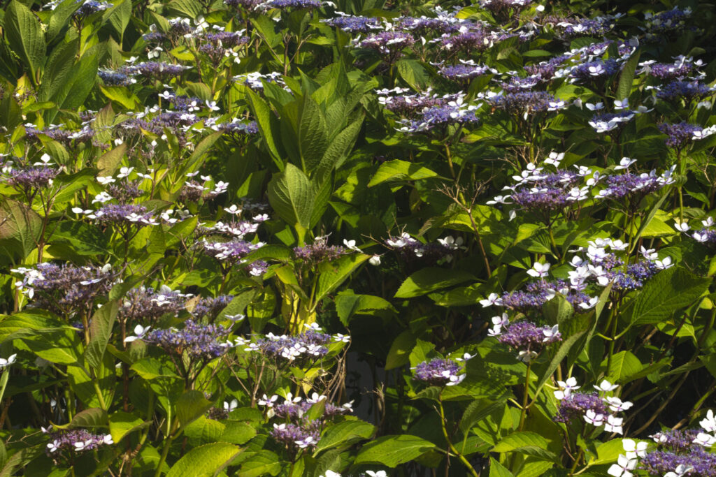 Vælg den rigtige type hortensia