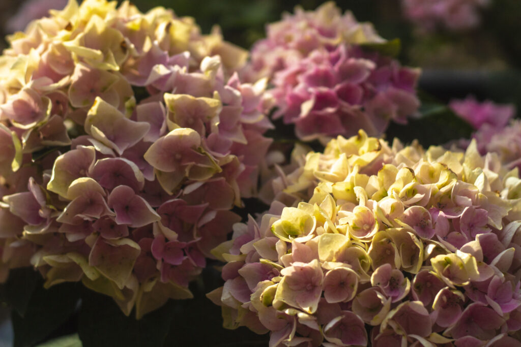 Udplantning og pasning af hortensia