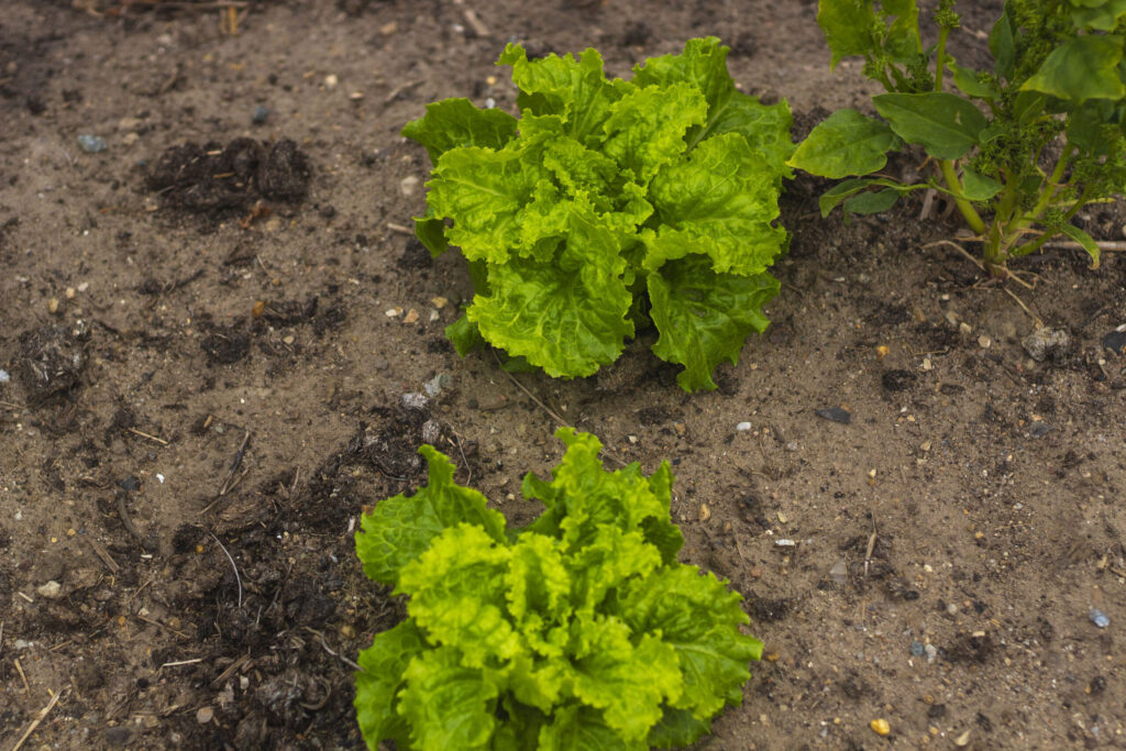 Dyrkning af salat på friland
