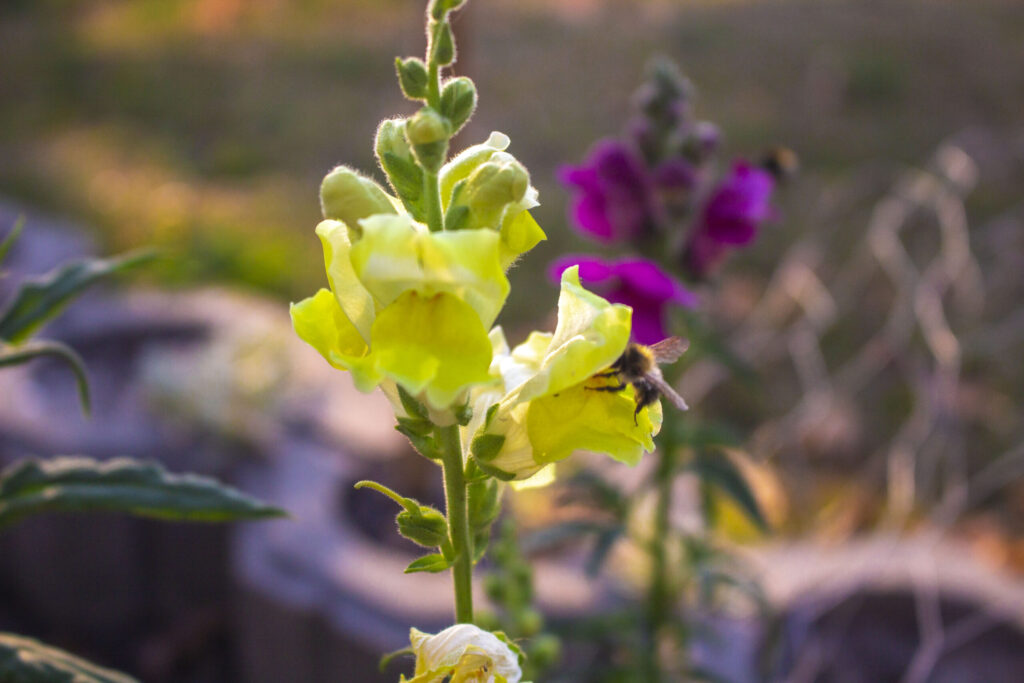 Løvemund – Et farvebrøl af en blomst