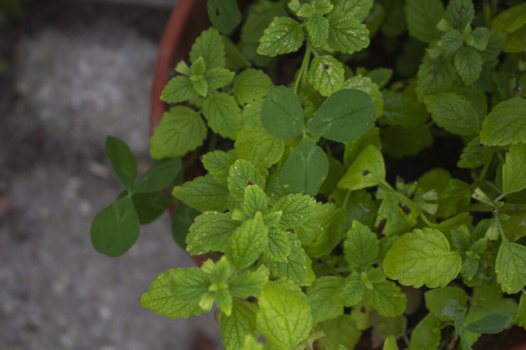 Plant citronmelisse I krukker