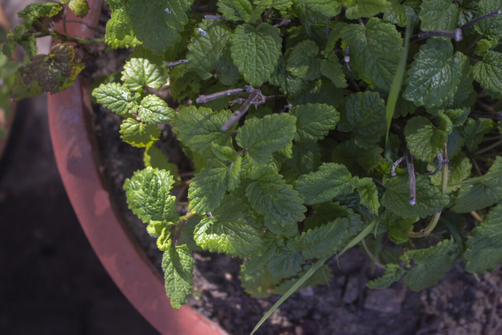 såning af citronmelisse