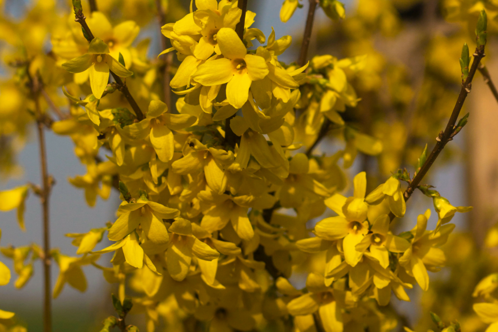 Kan jeg plante forsythia som hæk