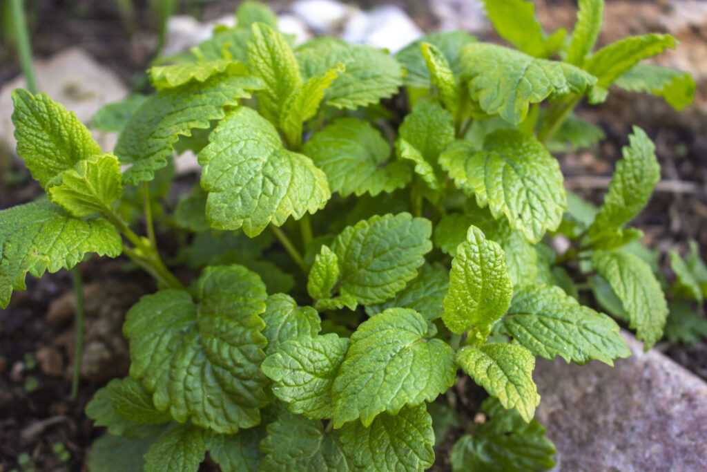 5-Citronmelisse