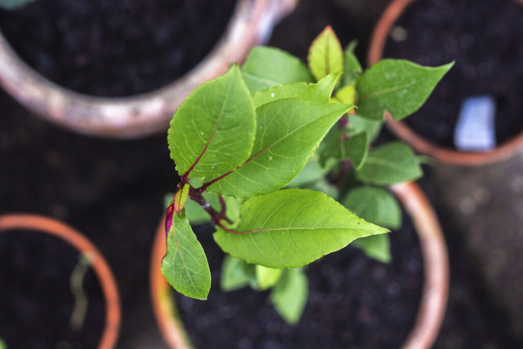 Ægte laurbær – Laurus nobilis