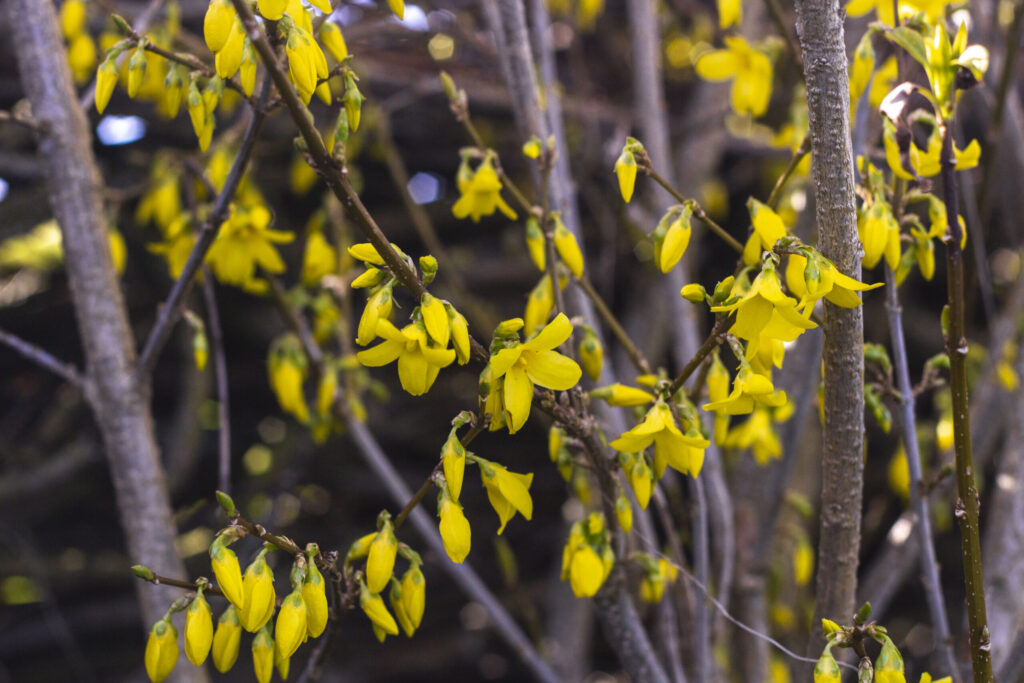 Udplantning af forsythia – Er der meget pasning