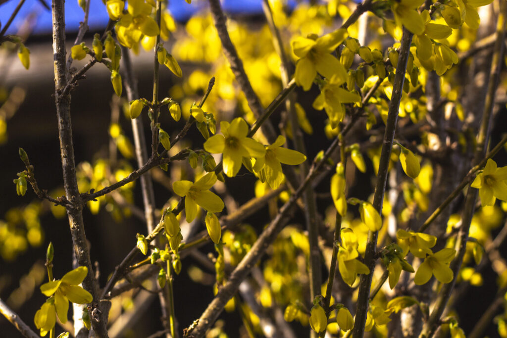 Forsythia i haven