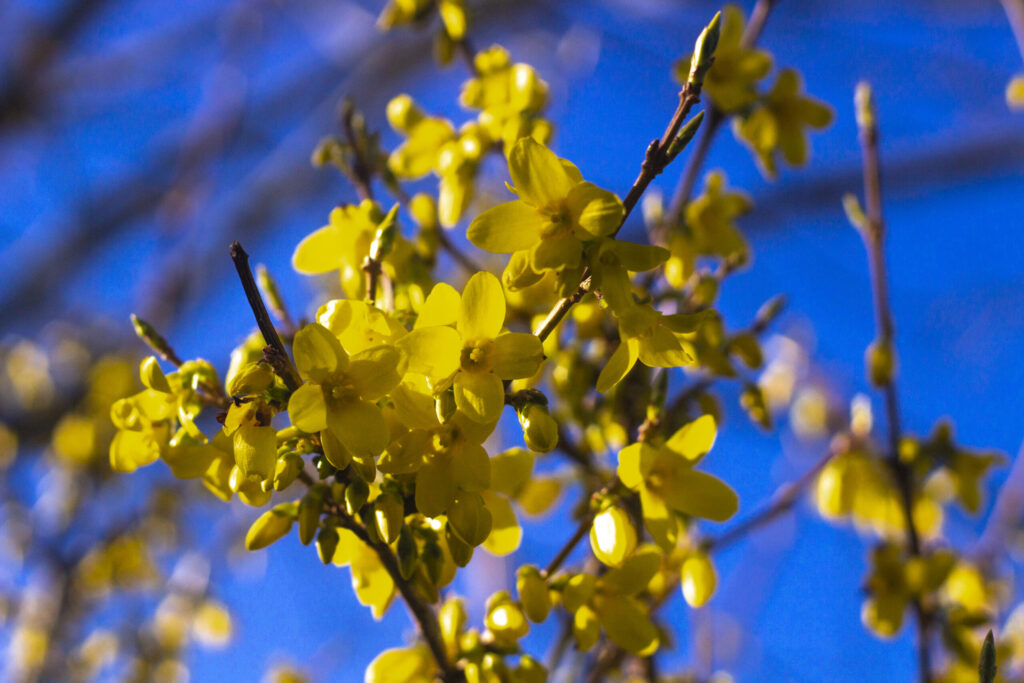Forsythias blomstringstid