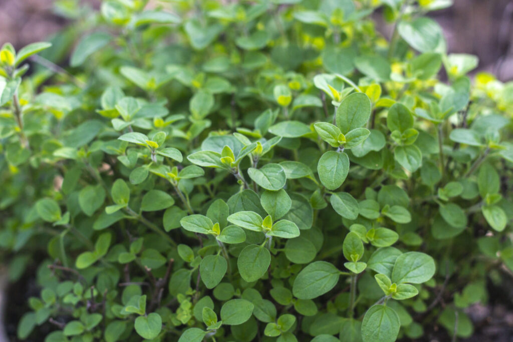 Merian & oregano