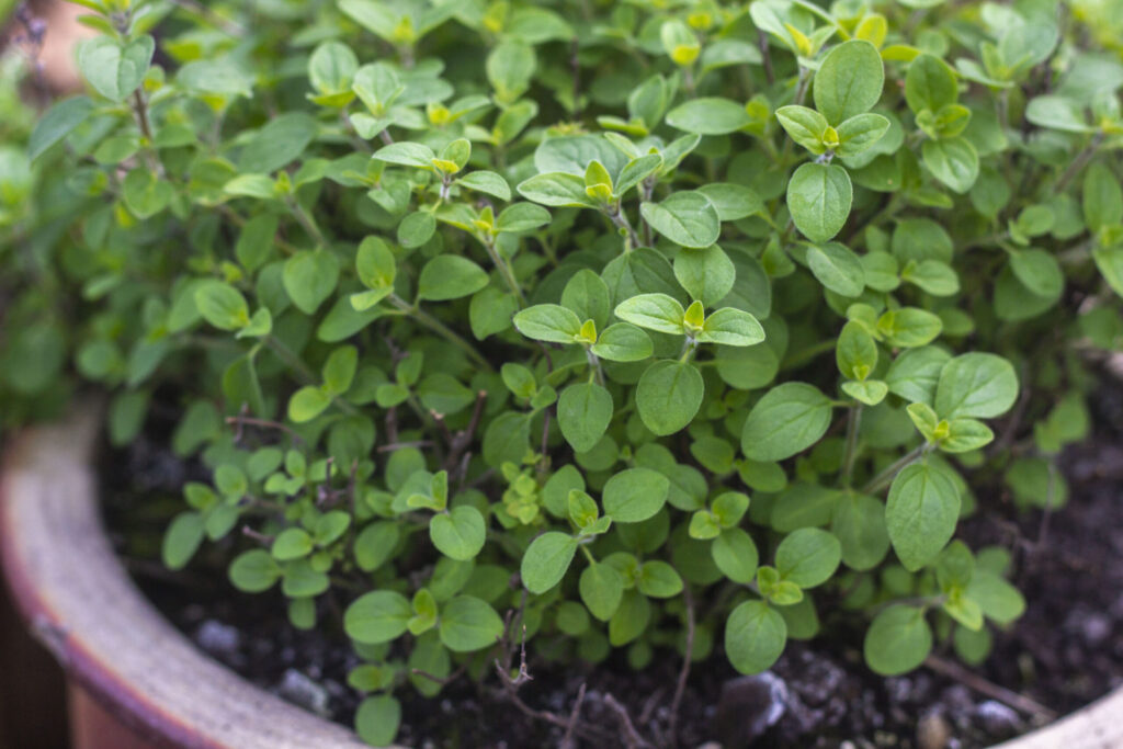 Beskæring & pasning af oregano